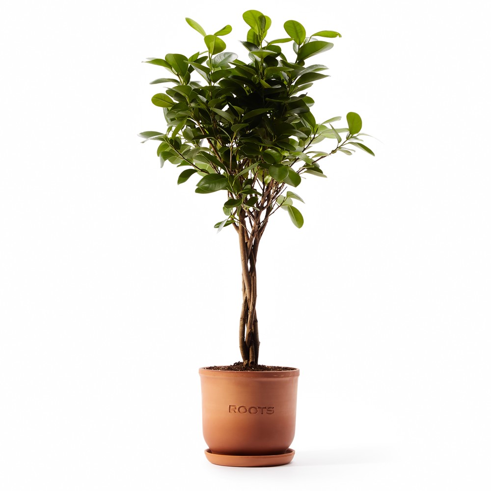 Фикус Мокламе Фикус Мокламе