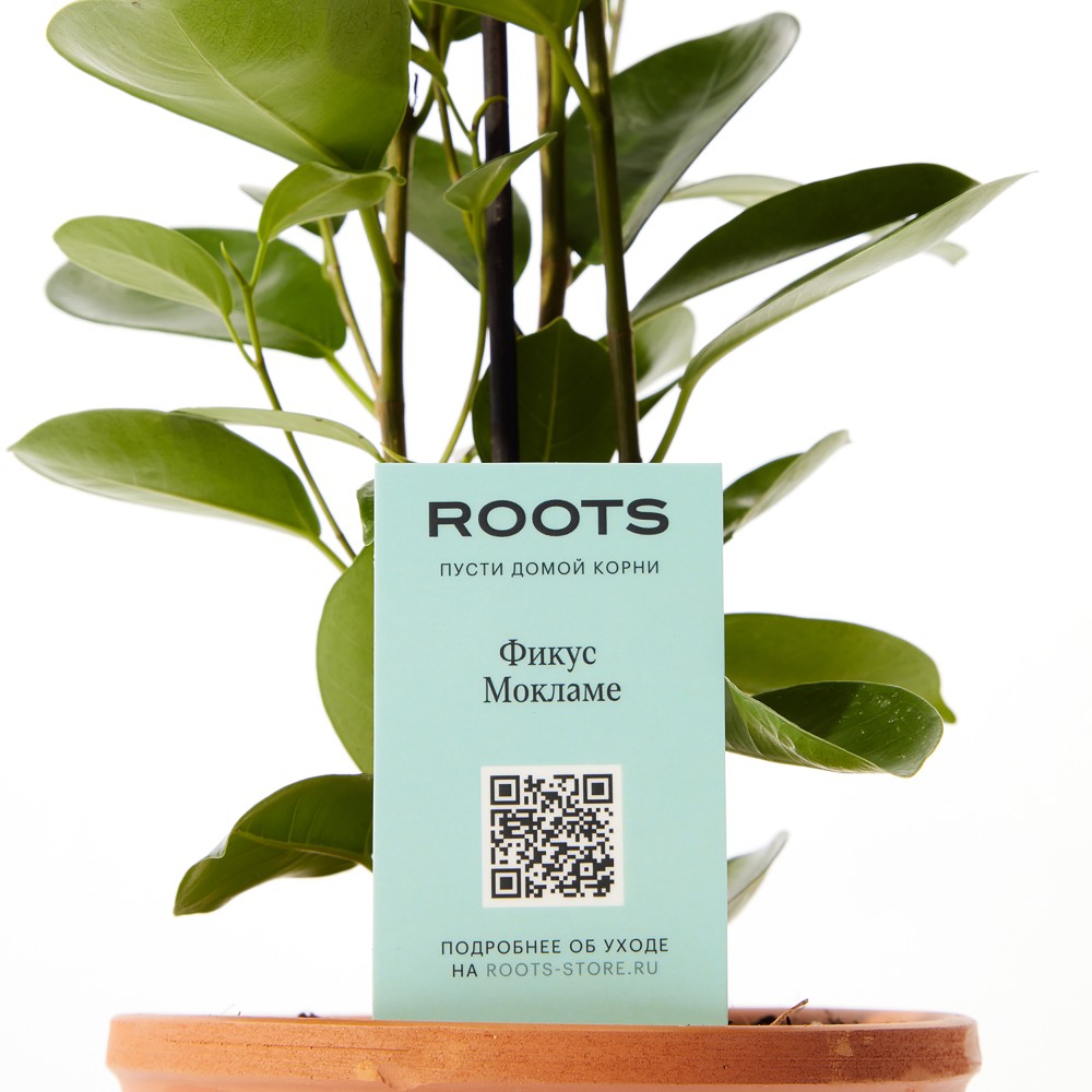 Фикус Мокламе Фикус Мокламе