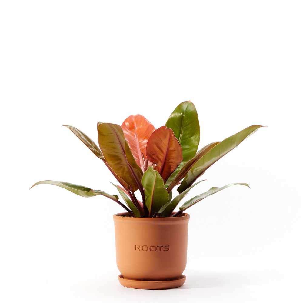 Филодендрон Принц Оранж