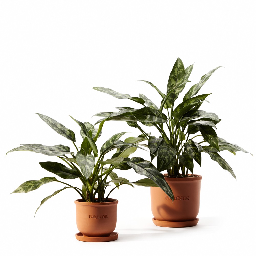 Аглаонема Мария