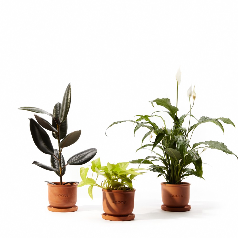 Plants set 04