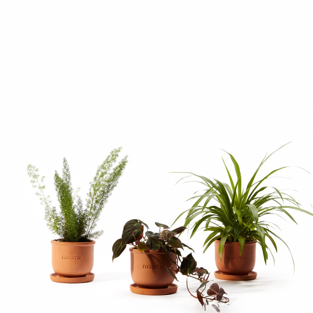 Plants set 14