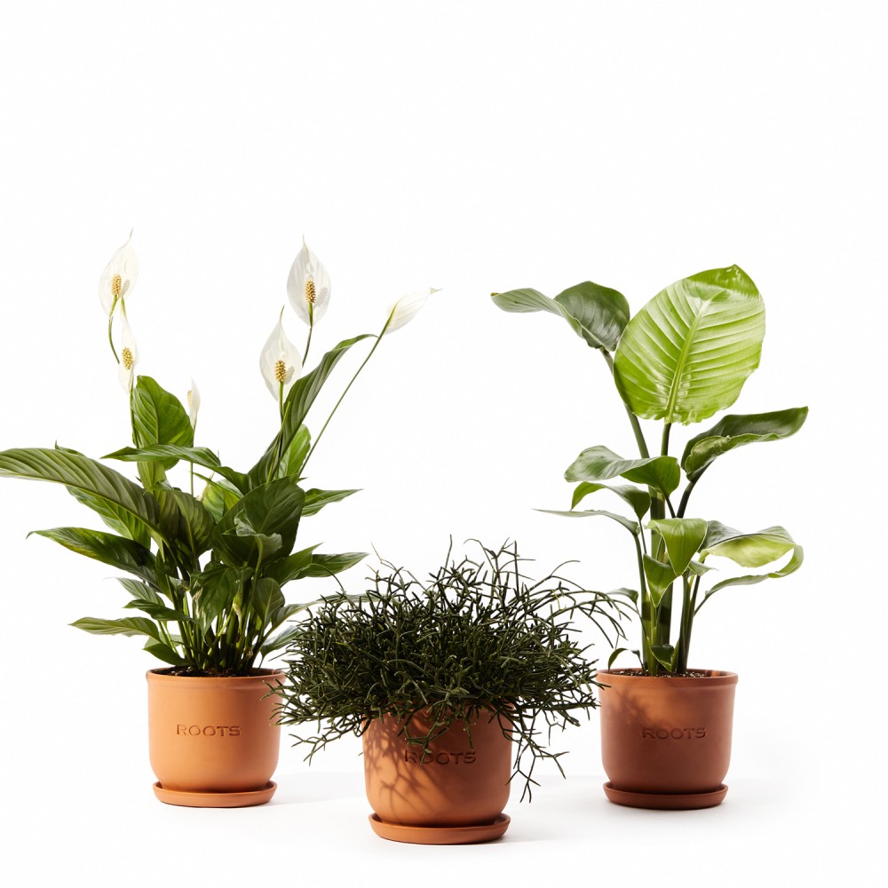 Plants set 09 Plants set 09