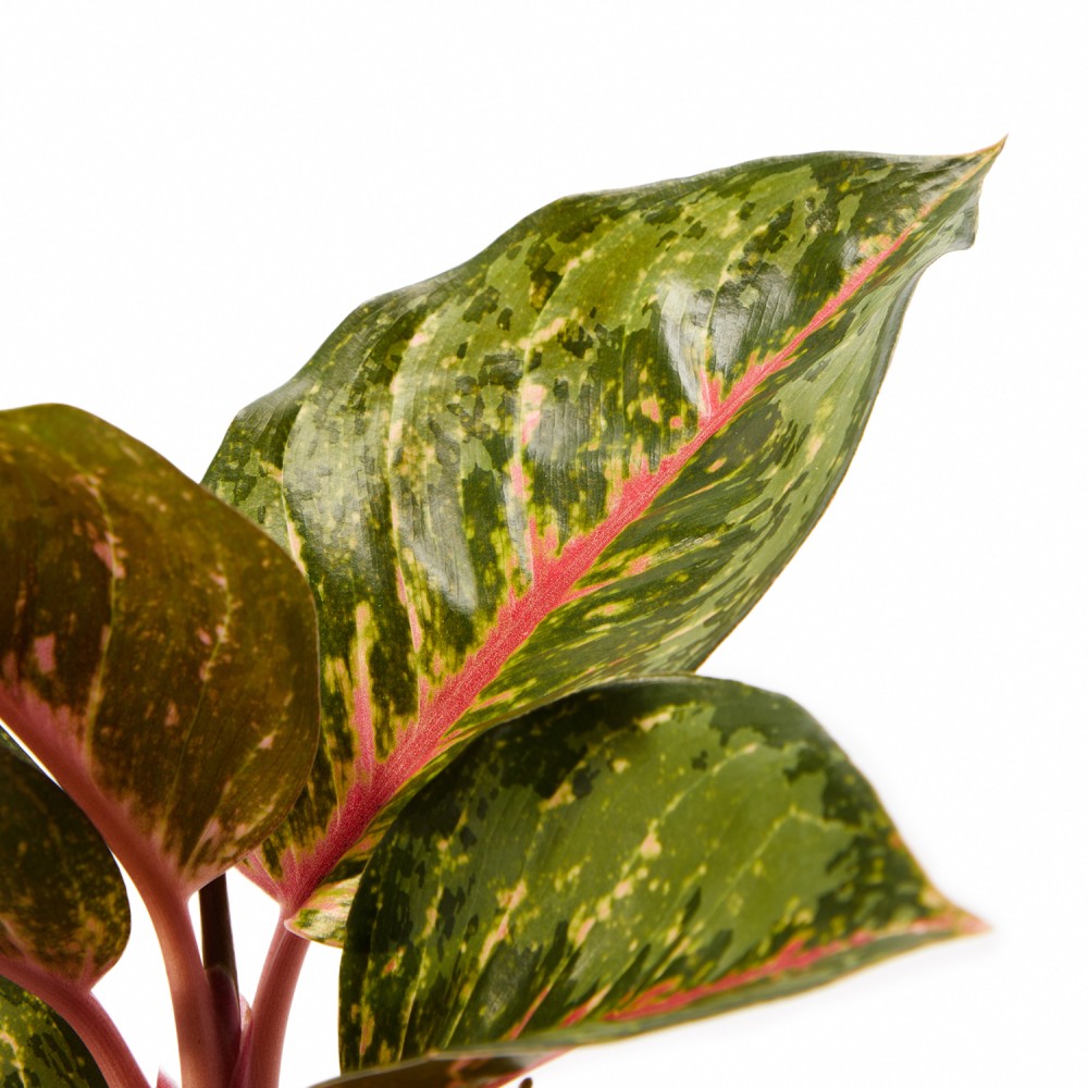 Аглаонема Парадайз Ред