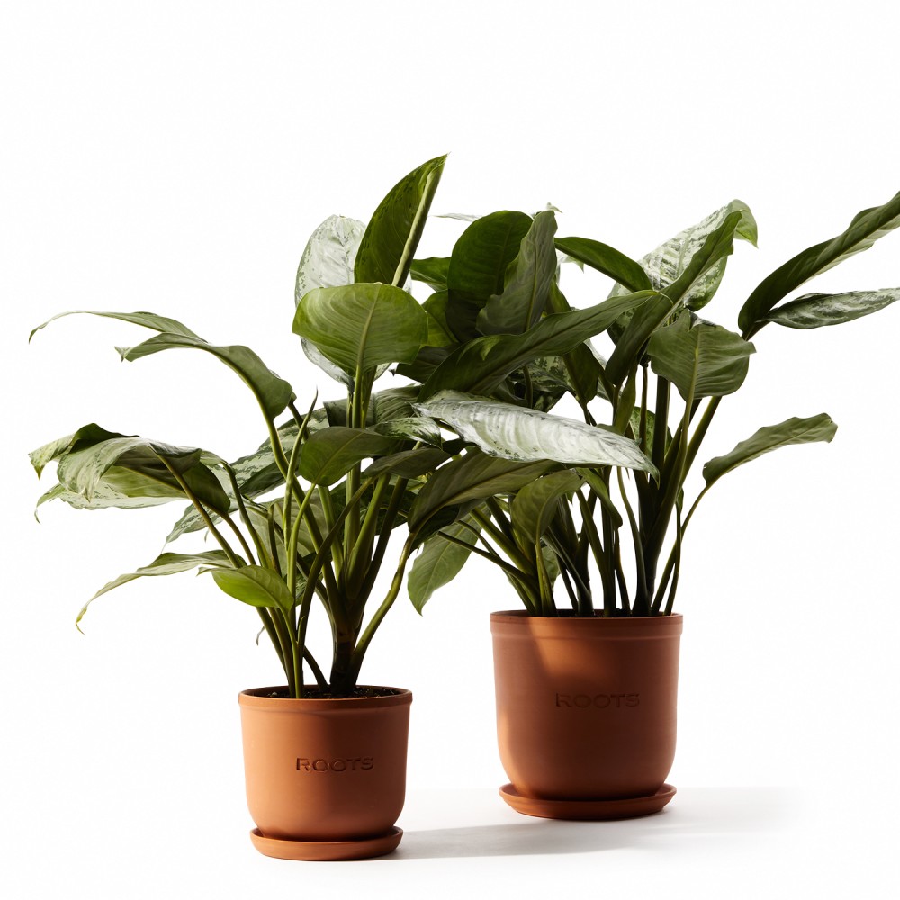 Аглаонема Фридман  Аглаонема Фридман