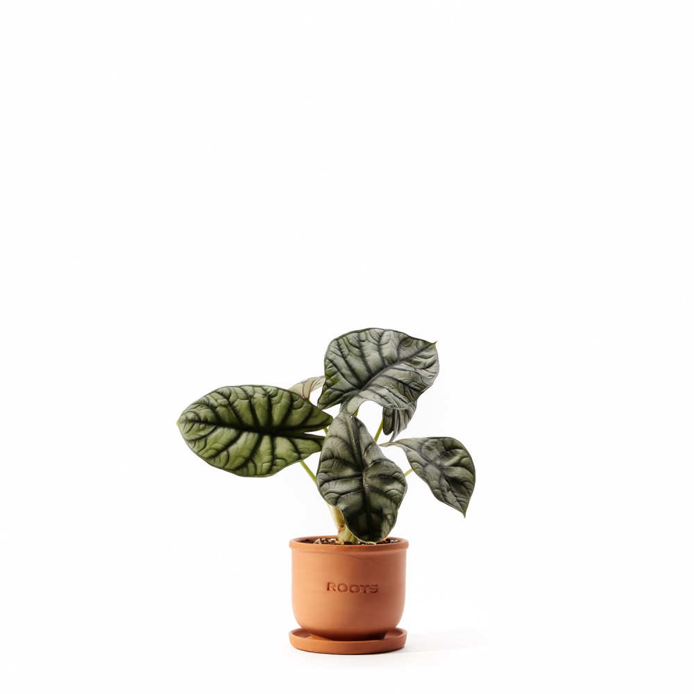 Алоказия Драгон Сильвер Алоказия Драгон Сильвер