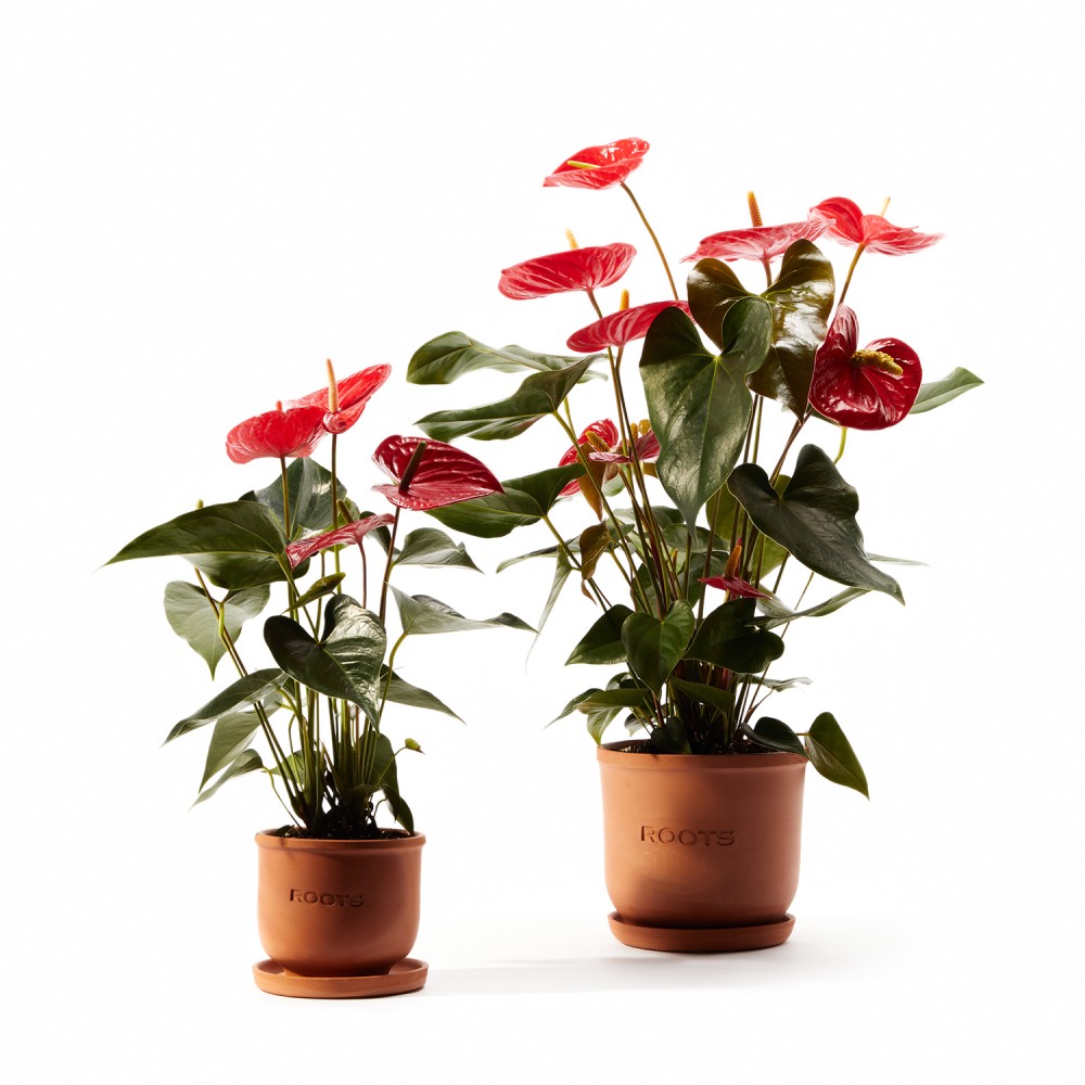 Антуриум Карма