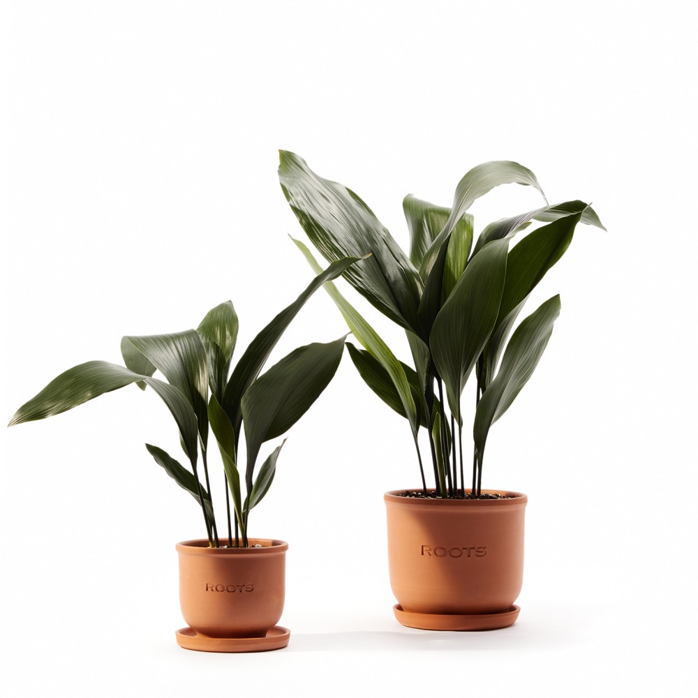 Аспидистра Элатиор 