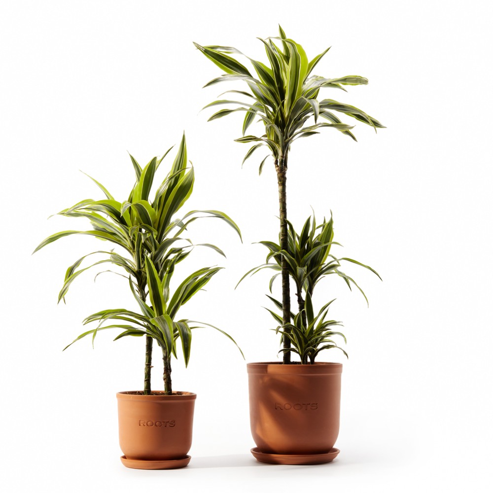 Драцена Лемон Лайм