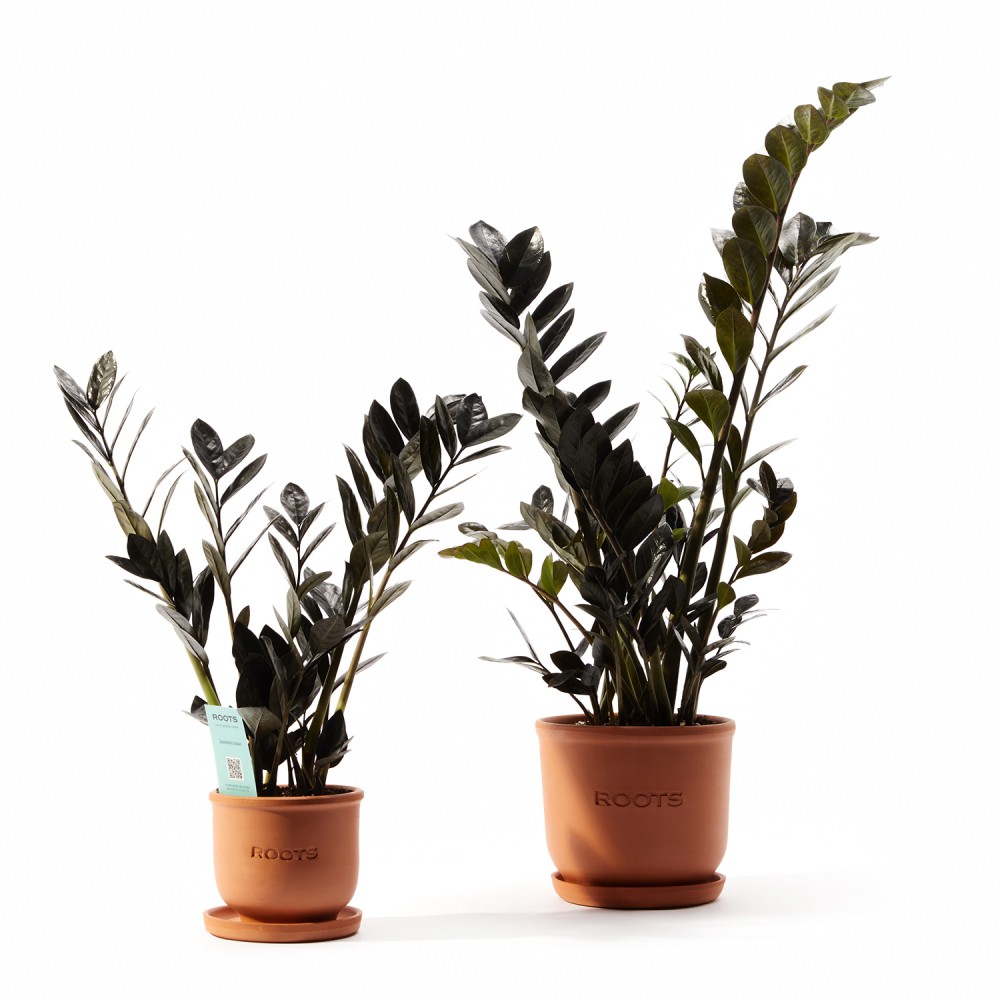 Замиокулькас Равен Замиокулькас Равен