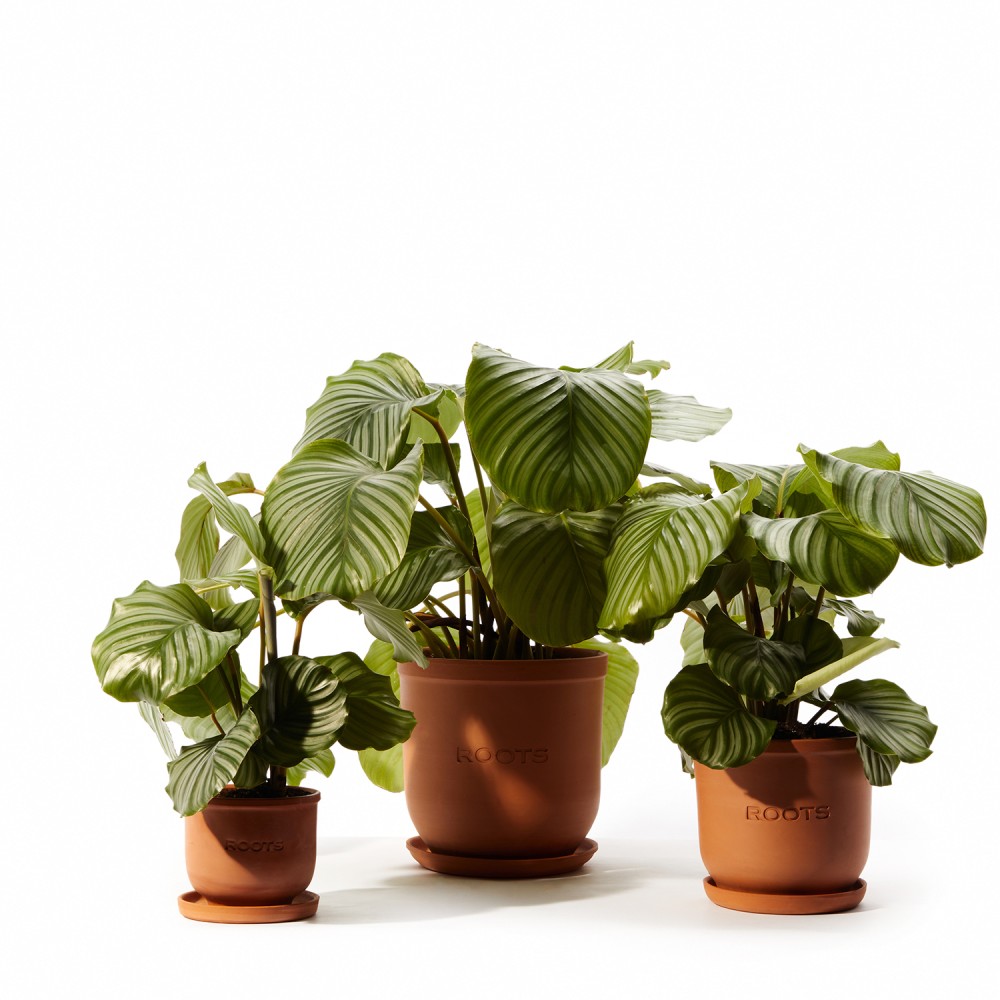 Калатея Орбифолия 