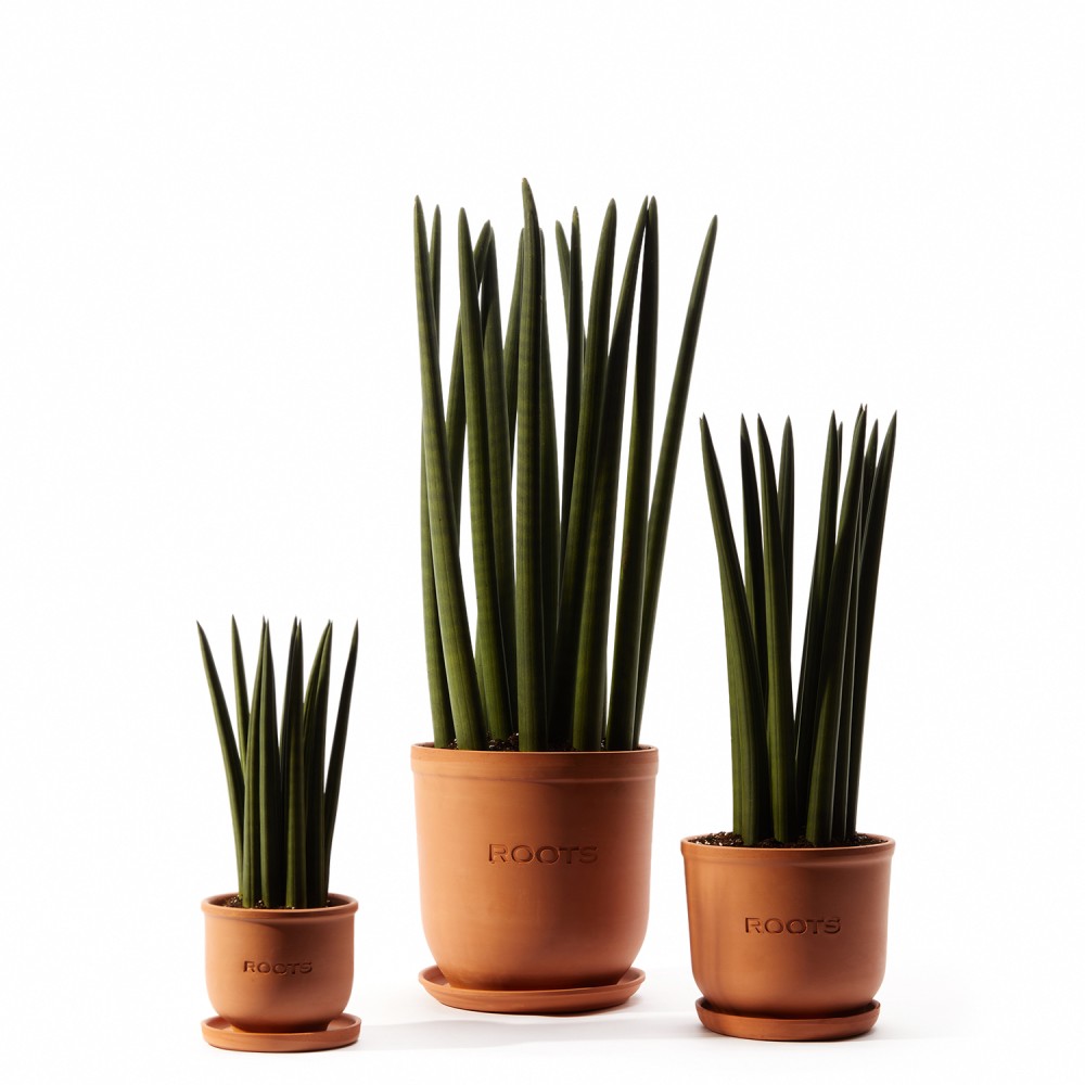 Сансевиерия Цилиндрика