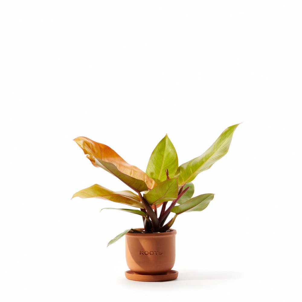 Филодендрон Принц Оранж Филодендрон Принц Оранж