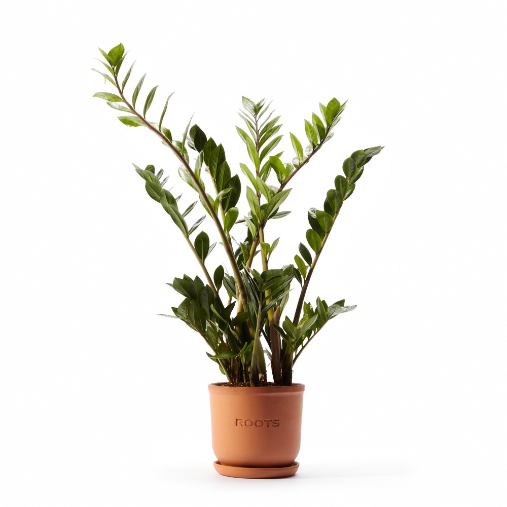 Замиокулькас Замиокулькас