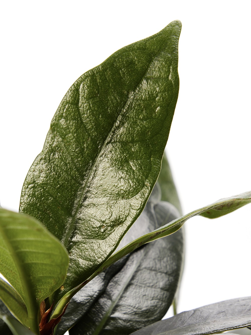 Фикус Циатистипула