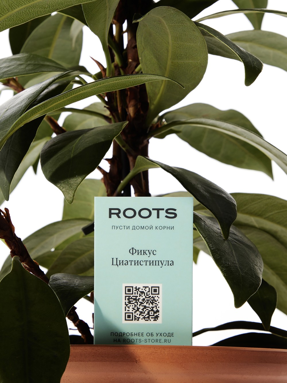 Фикус Циатистипула