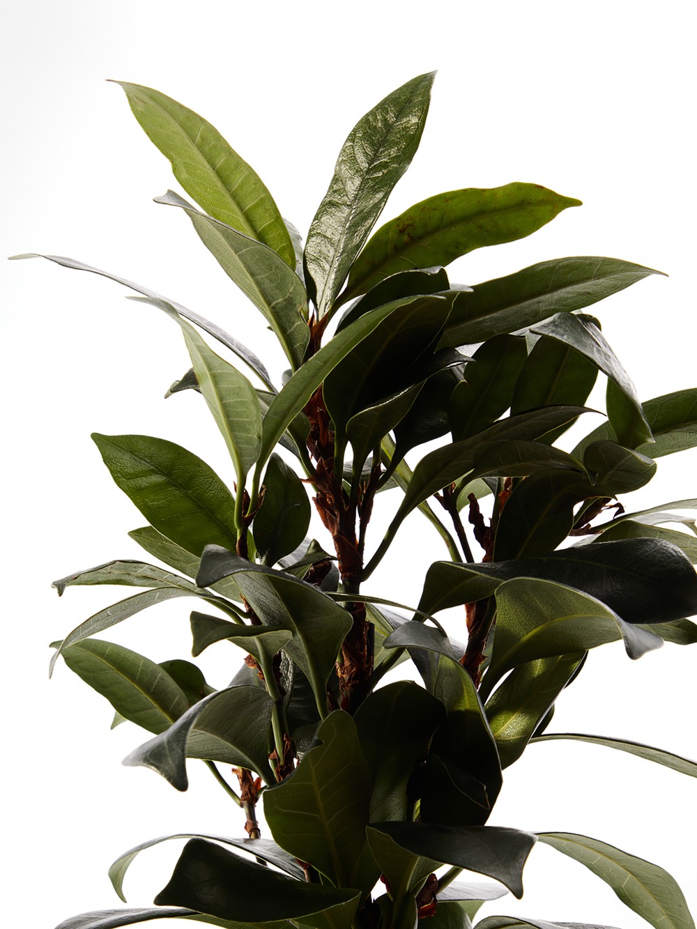 Фикус Циатистипула