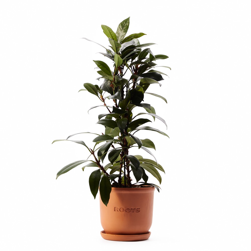 Фикус Циатистипула