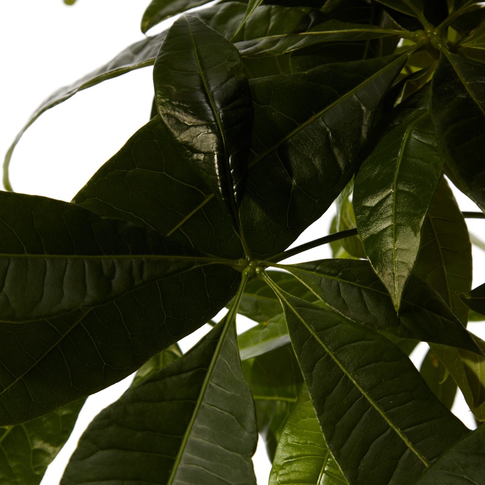 Пахира Акватика 