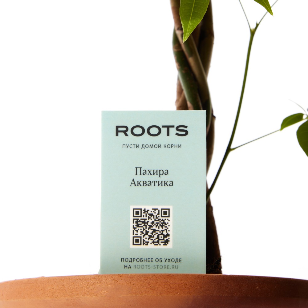 Пахира Акватика 