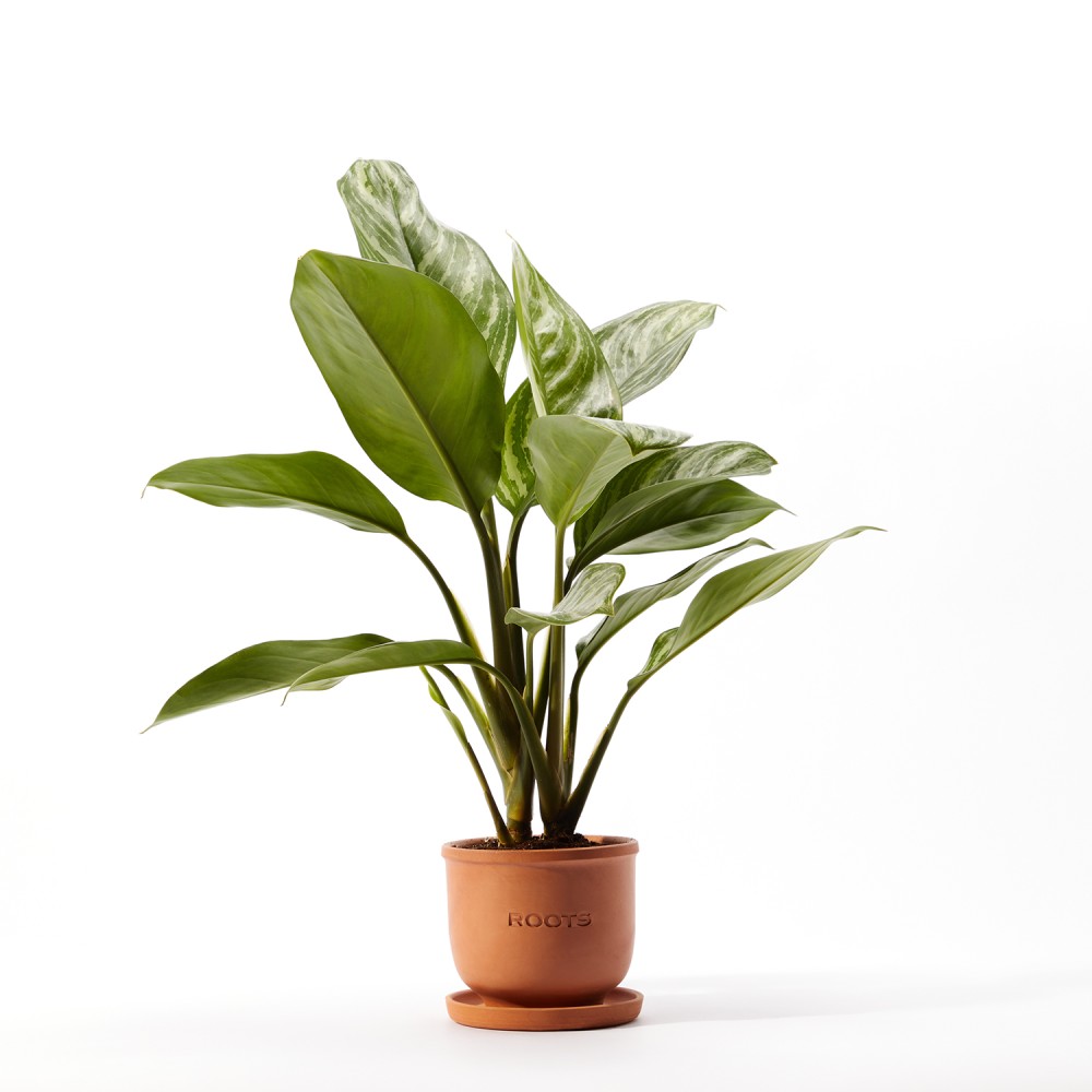 Аглаонема Страйпс Аглаонема Страйпс