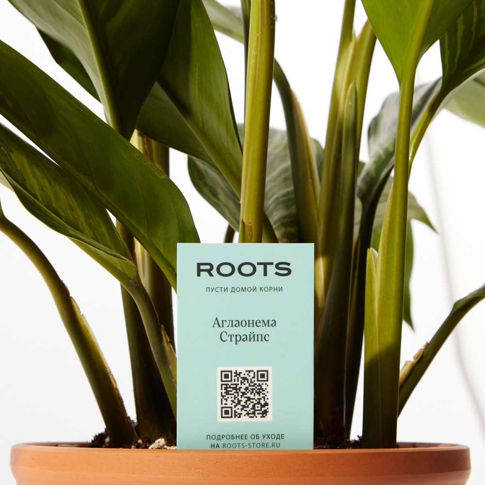 Аглаонема Страйпс Аглаонема Страйпс