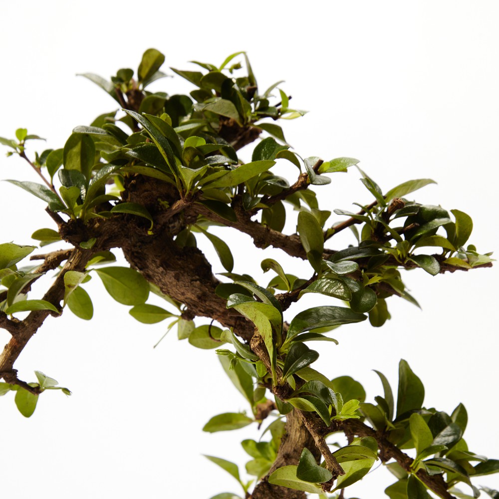 Бонсай Кармона Бонсай Кармона