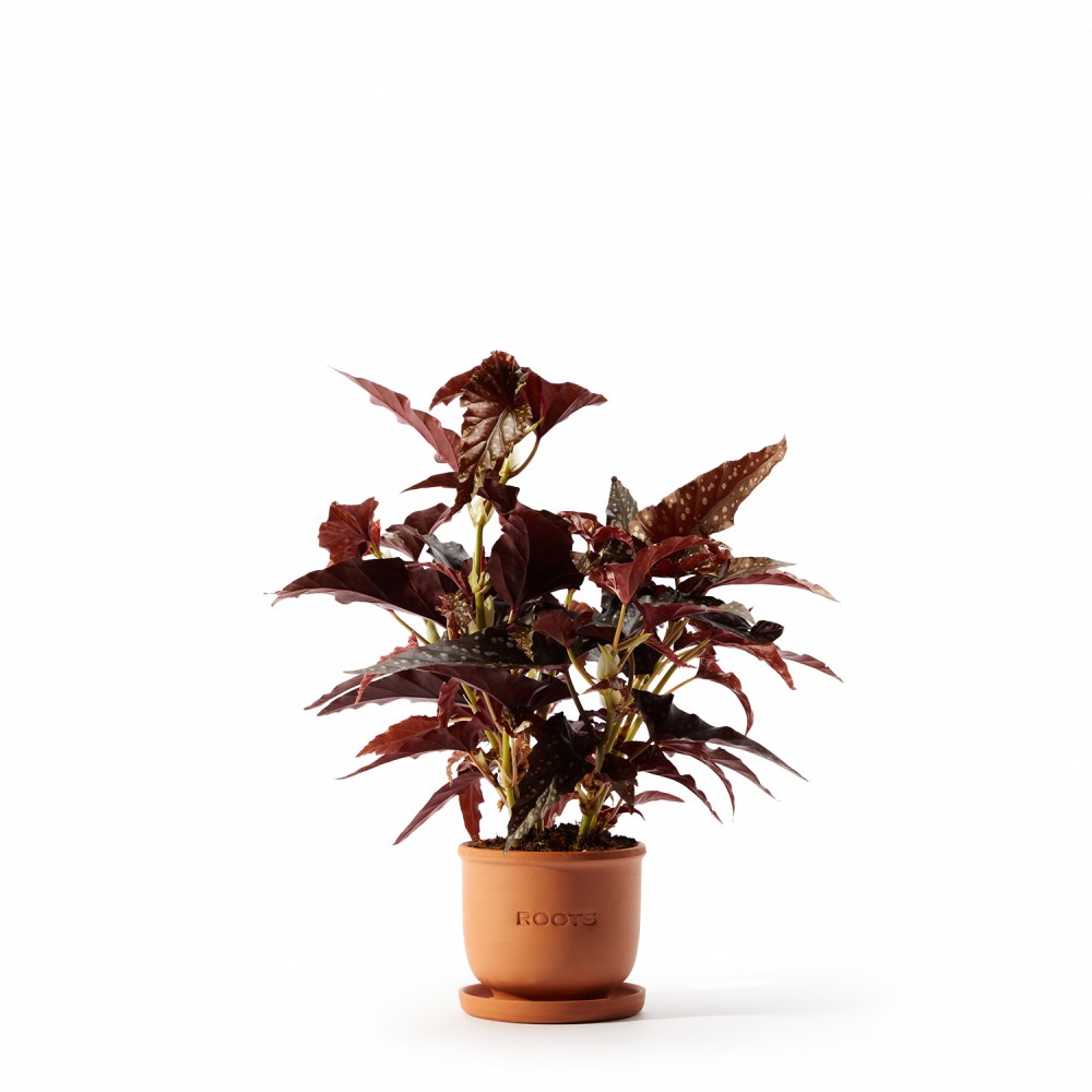 Бегония Макулата