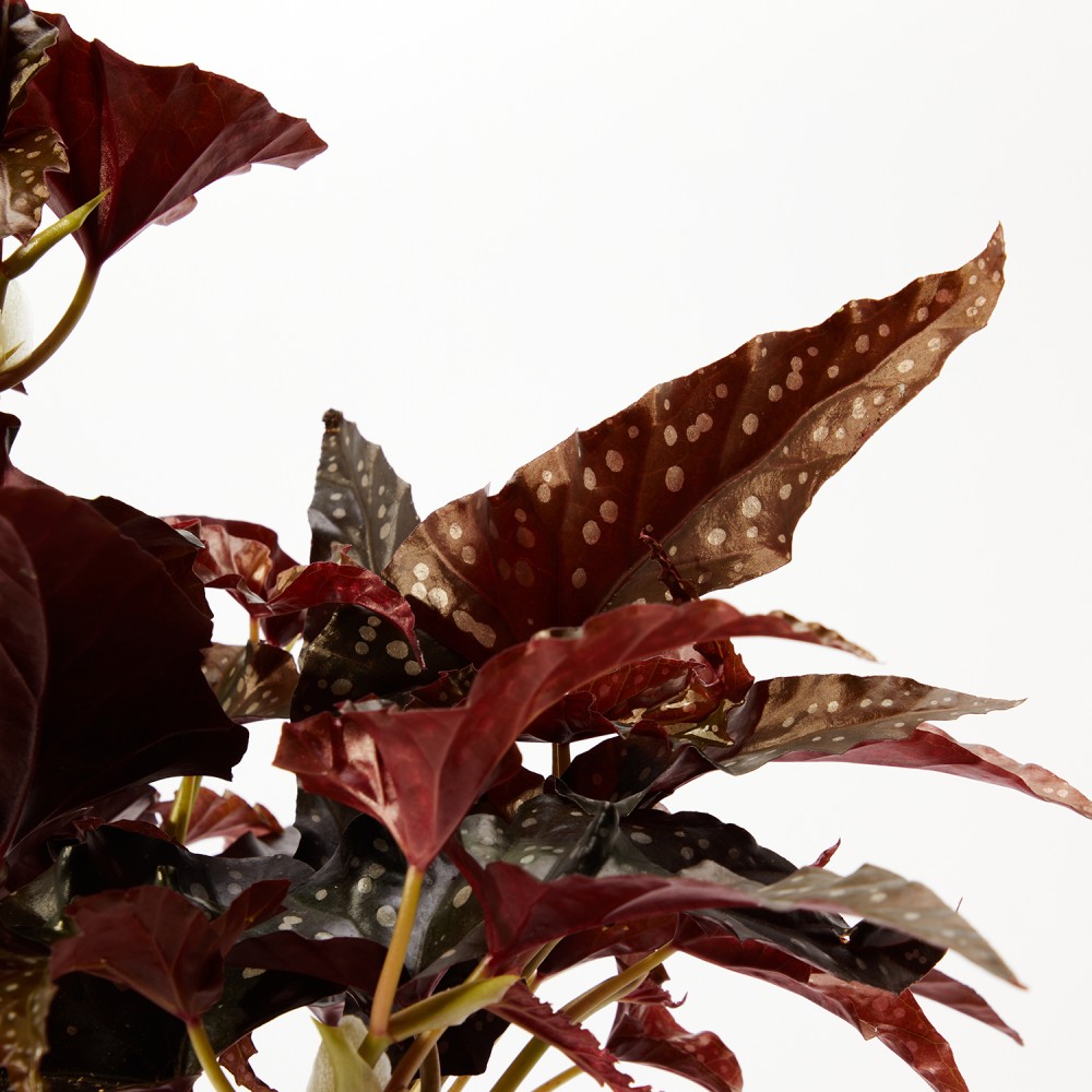 Бегония Макулата