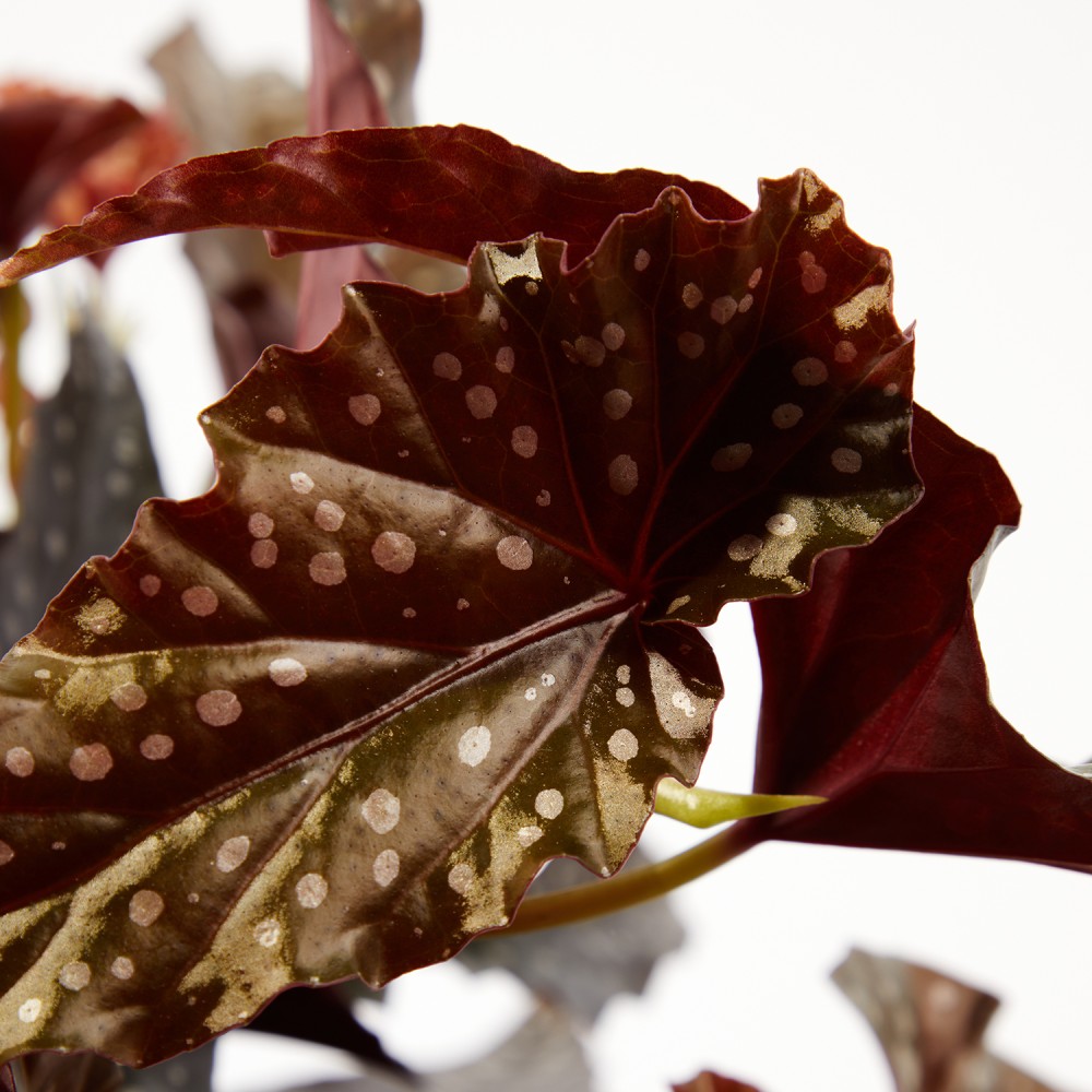 Бегония Макулата