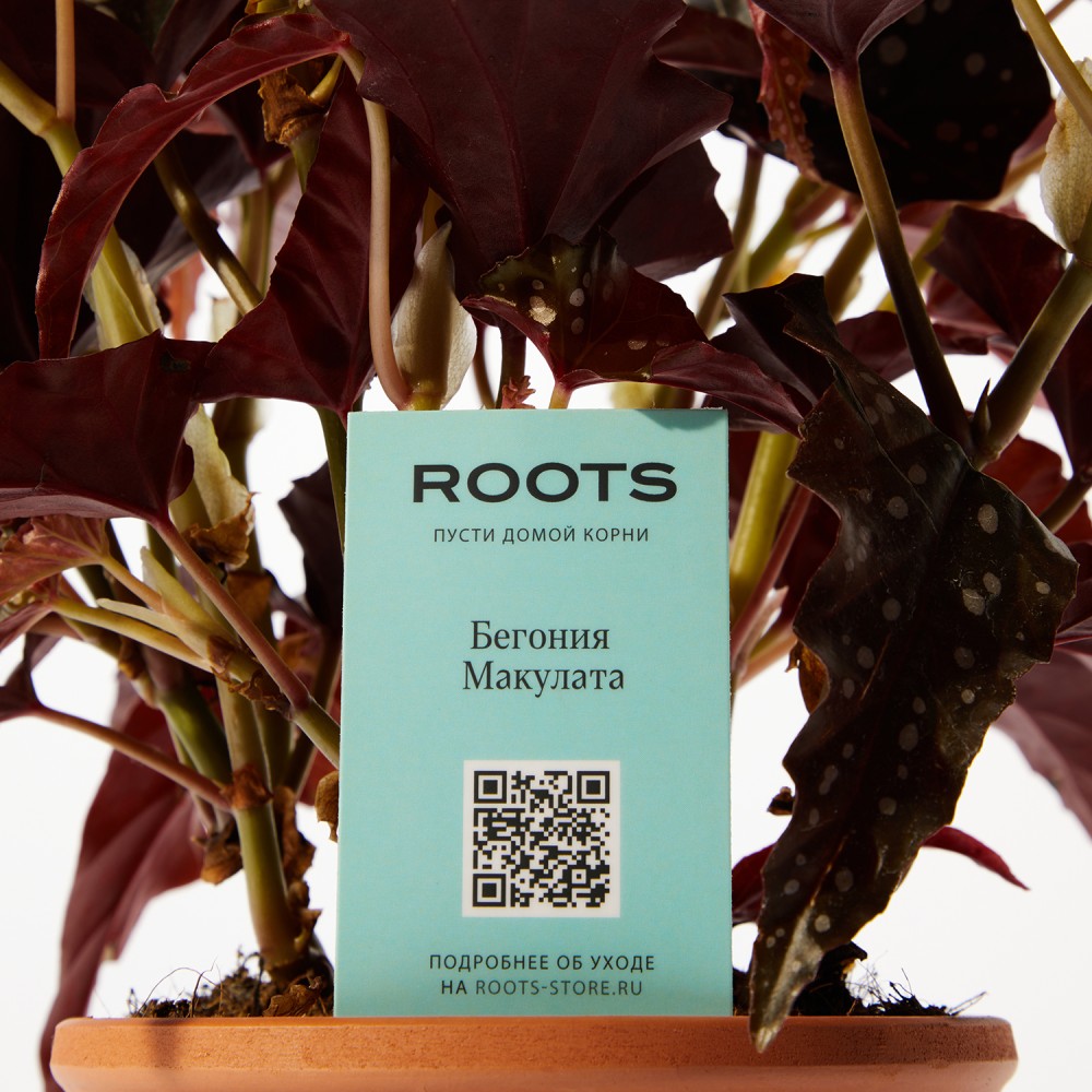 Бегония Макулата
