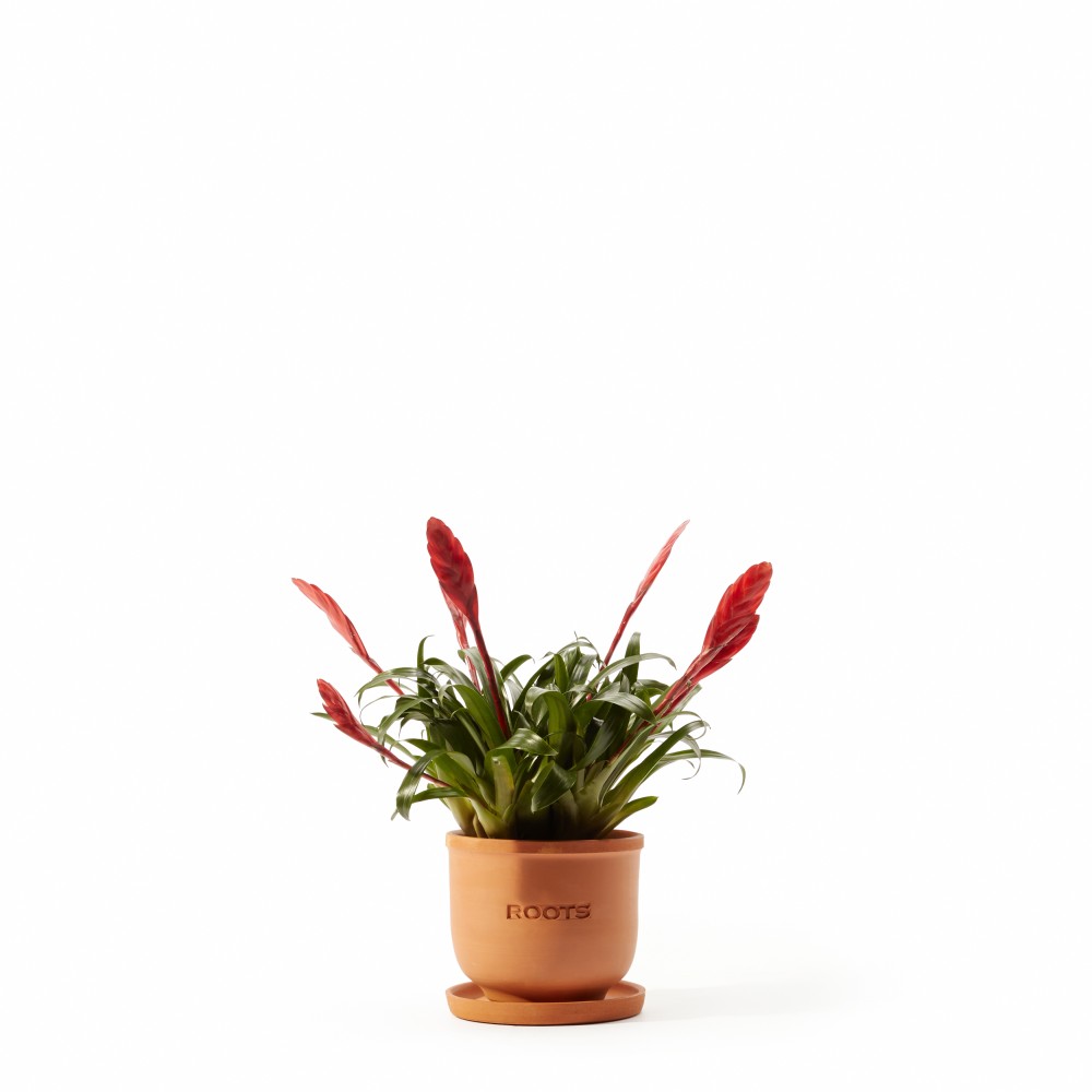 Вриезия Астрид Вриезия Астрид