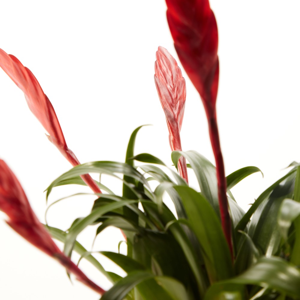 Вриезия Астрид Вриезия Астрид