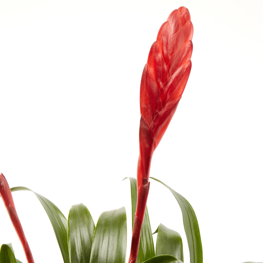 Вриезия Астрид Вриезия Астрид