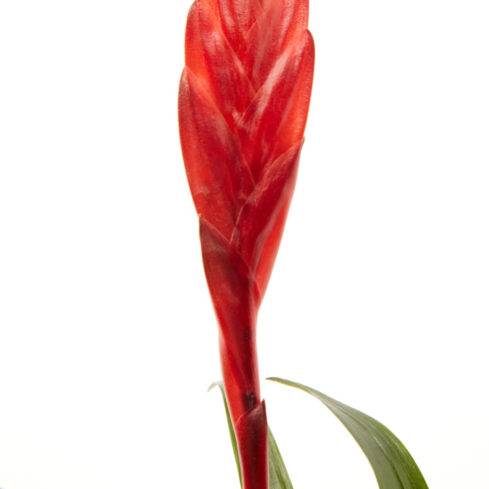 Вриезия Астрид Вриезия Астрид