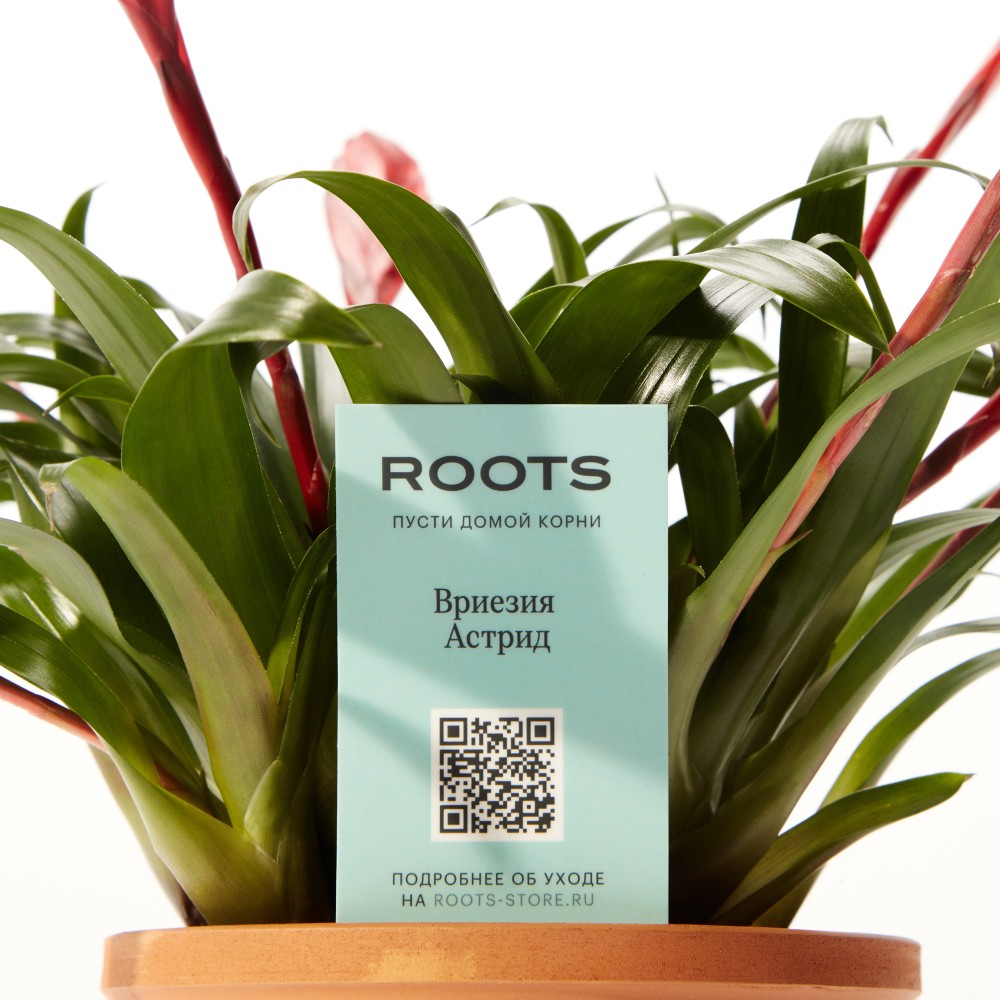 Вриезия Астрид Вриезия Астрид