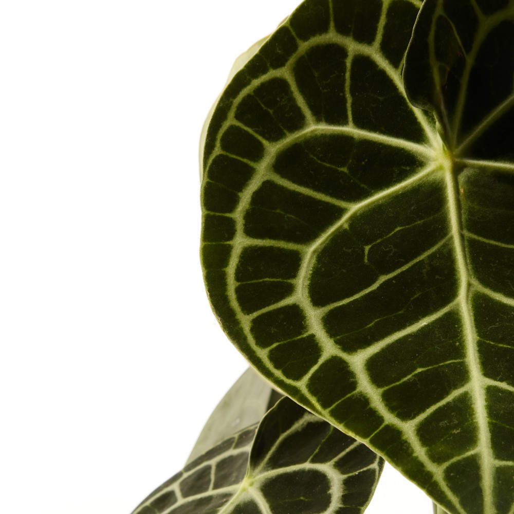 Антуриум Кларинервиум