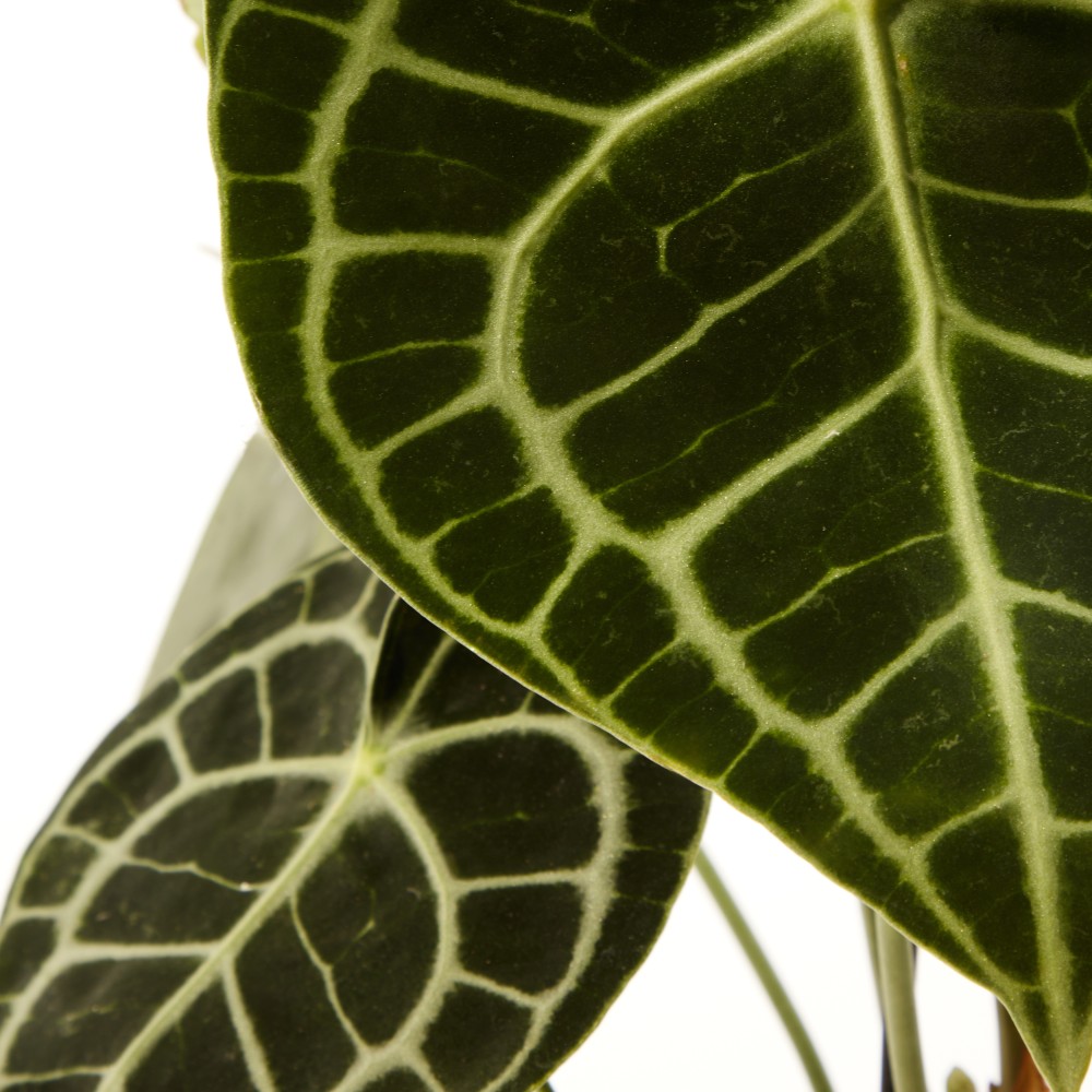 Антуриум Кларинервиум