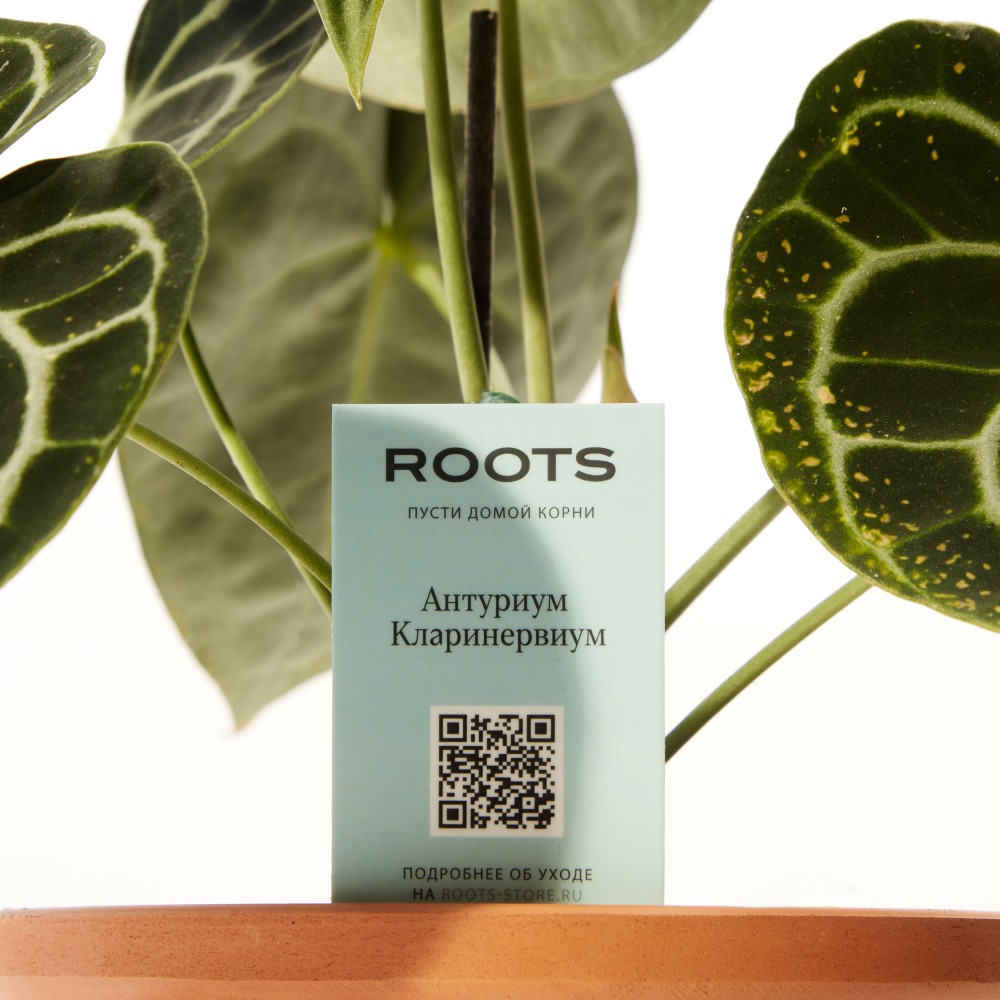 Антуриум Кларинервиум