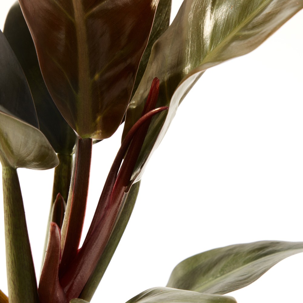 Филодендрон Империал Ред Филодендрон Империал Ред