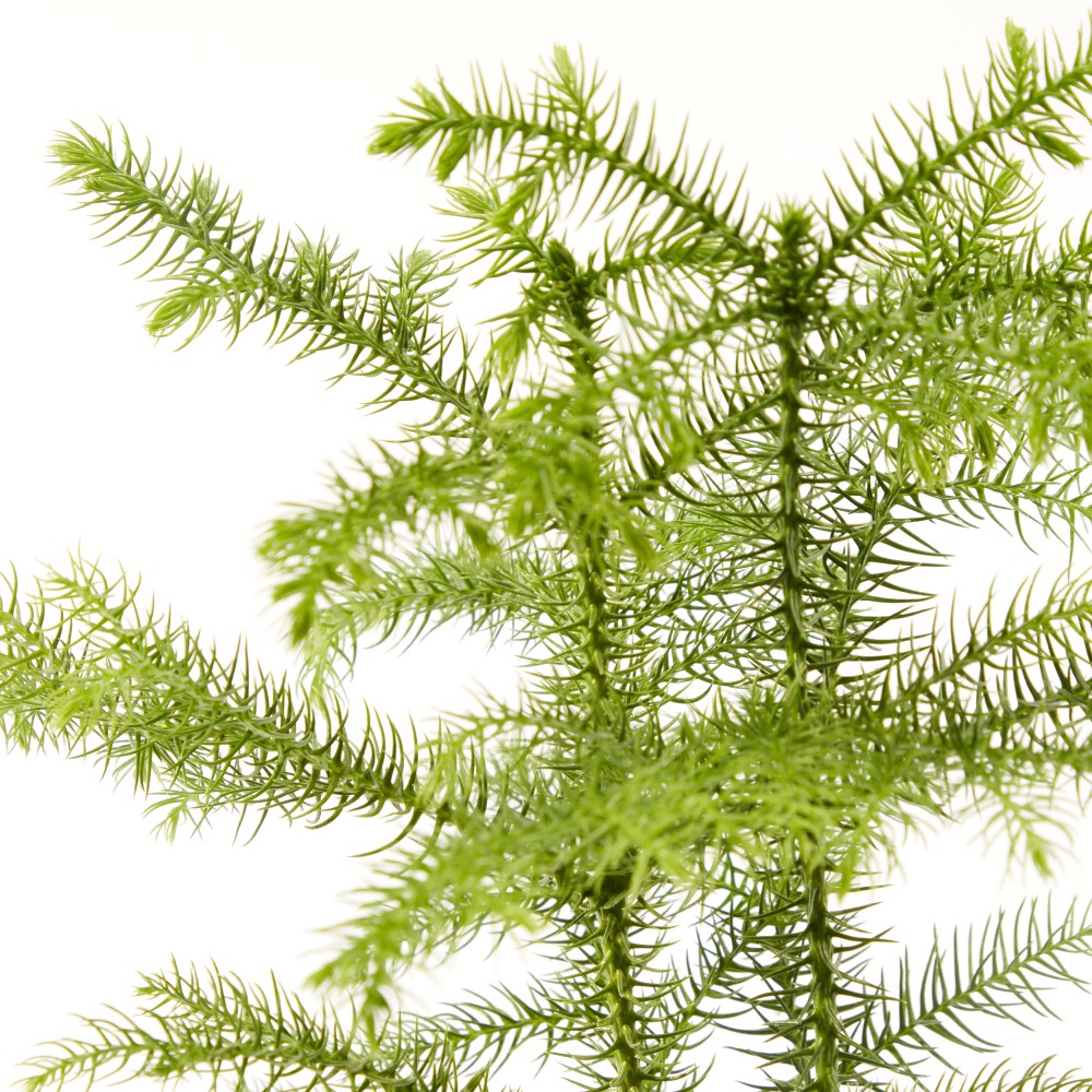 Араукария Араукария