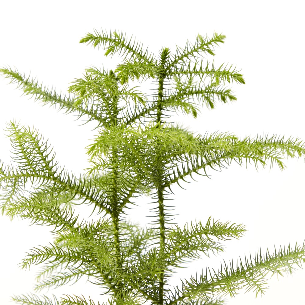 Араукария Араукария