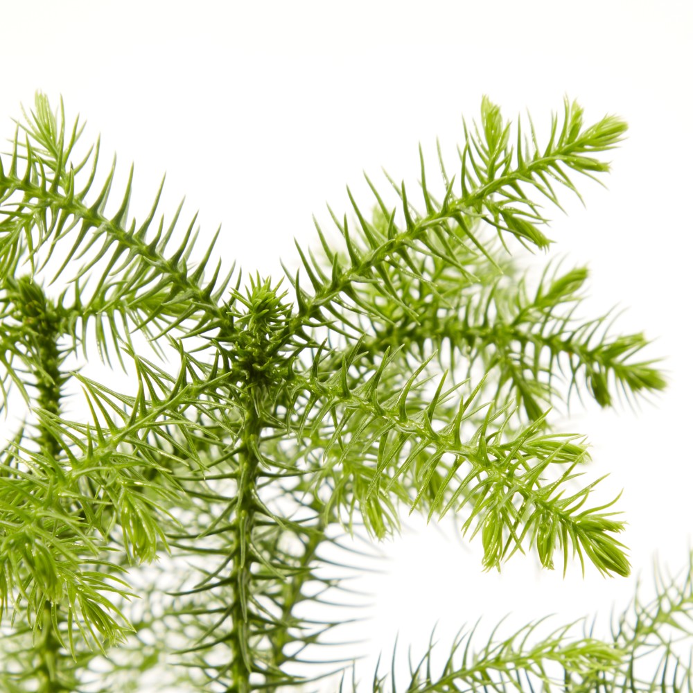 Араукария Араукария