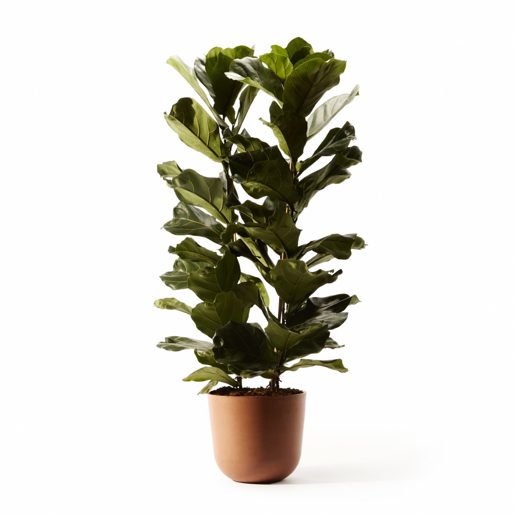 Фикус Лирата Фикус Лирата