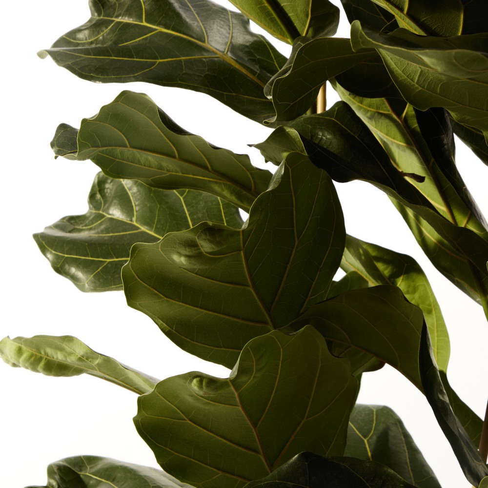 Фикус Лирата Фикус Лирата