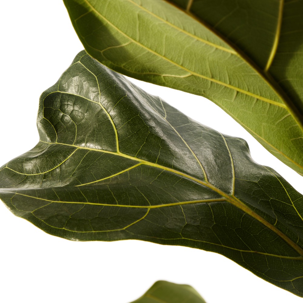 Фикус Лирата Фикус Лирата