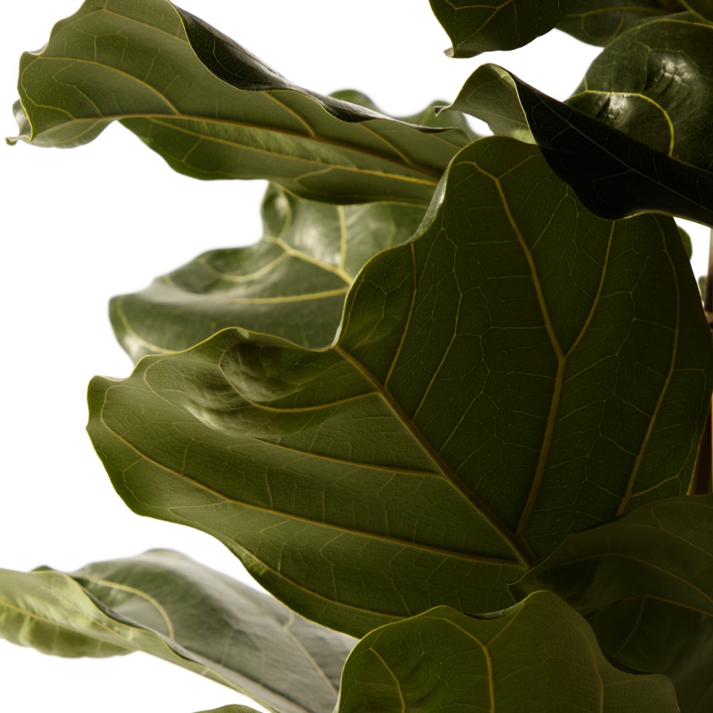 Фикус Лирата Фикус Лирата