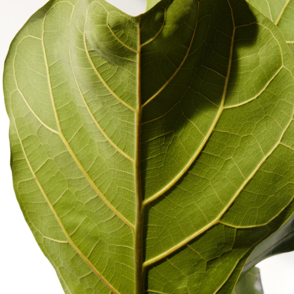 Фикус Лирата Фикус Лирата