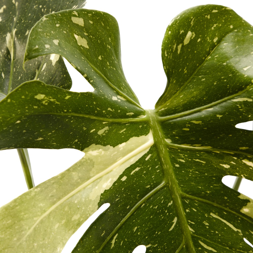 Монстера Тайское Созвездие