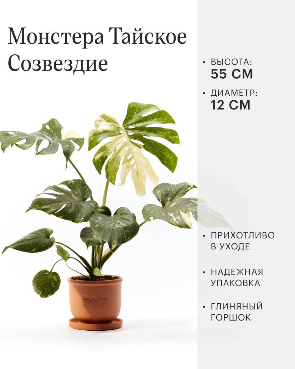 Монстера Тайское Созвездие Монстера Тайское Созвездие